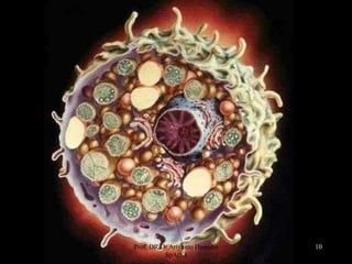 10Prof. DR.Dr.Ariyanto Harsono
SpA(K)
 