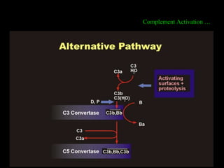 Prof. DR.Dr.Ariyanto Harsono
SpA(K)
16
Complement Activation …
 