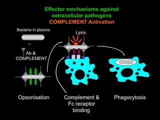 Prof. DR.Dr.Ariyanto Harsono
SpA(K)
17
Effector mechanisms against
extracellular pathogens
COMPLEMENT Activation
Bacteria in plasma
Ab &
COMPLEMENT
+
Phagocytosis
binding
Complement &
Fc receptor
Lysis
Opsonisation
 