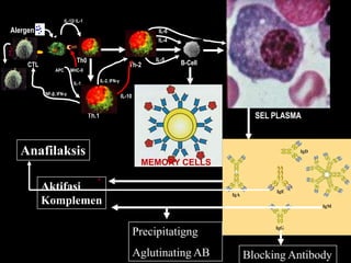 Prof. DR.Dr.Ariyanto Harsono
SpA(K)
3
Alergen
APC MHC-II
Th0
IL-12/ IL-1
Th-2
Th.1
IL-1
TNF-β, IFN-γ
IL-2, IFN-γ
B-Cell
IL-4
IL-5
SEL PLASMASEL MEMORI
IL-6
IL-10
CTL
MHC-I
L
MEMORY CELLS
Aktifasi
Komplemen
Blocking Antibody
Precipitatigng
Aglutinating AB
Anafilaksis
 