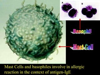 Prof. DR.Dr.Ariyanto Harsono
SpA(K)
5
Mast Cells and basophiles involve in allergic
reaction in the context of antigen-IgE
 
