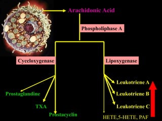 Prof. DR.Dr.Ariyanto Harsono
SpA(K)
8
Arachidonic Acid
Phospholiphase A
Cyccloxygenase Lipoxygenase
Prostaglandine
TXA
Prostacyclin
Leukotriene A
Leukotriene B
Leukotriene C
HETE,5-HETE, PAF
 