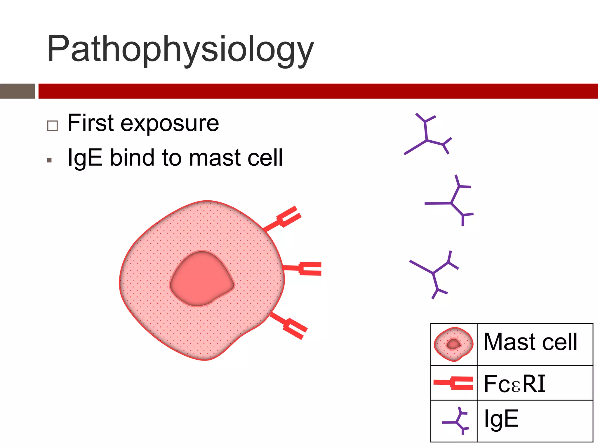 Pathophysiology
   First exposure
   IgE bind to mast cell




                            Mast cell
                            FcɛRI
                            IgE
 