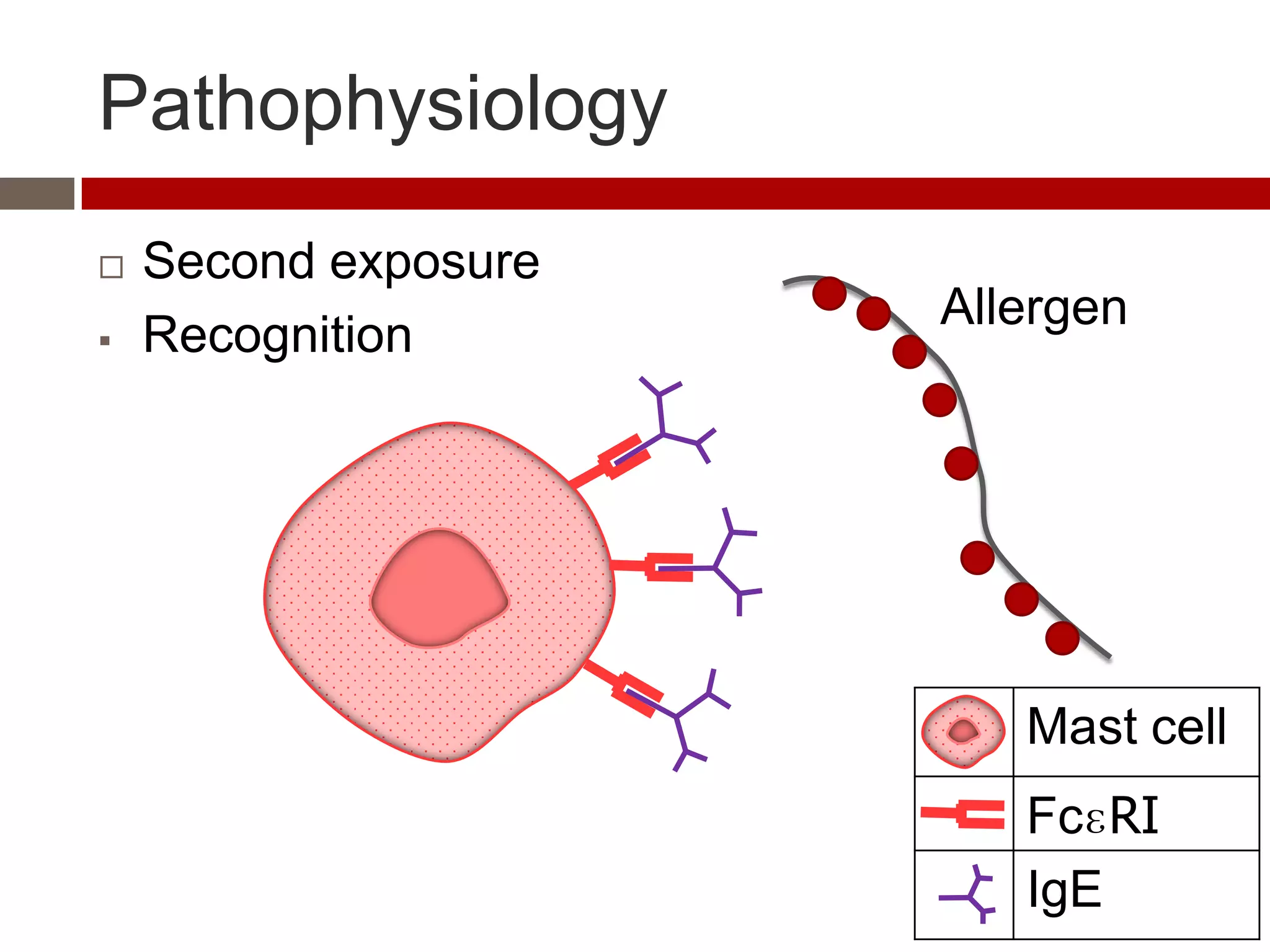 Pathophysiology
   Second exposure
                      Allergen
   Recognition




                         Mast cell
                         FcɛRI
                         IgE
 
