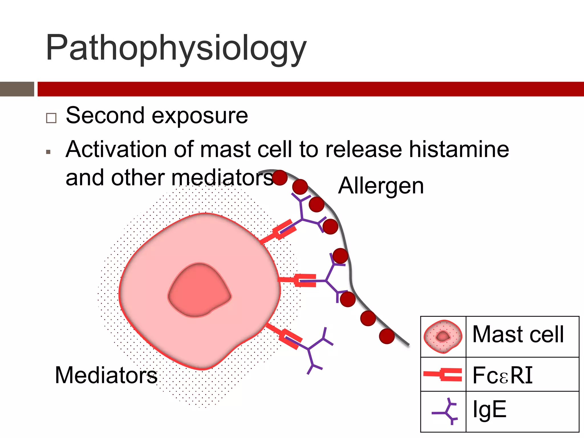 Pathophysiology
   Second exposure
   Activation of mast cell to release histamine
    and other mediators         Allergen




                                            Mast cell
    Mediators                               FcɛRI
                                            IgE
 