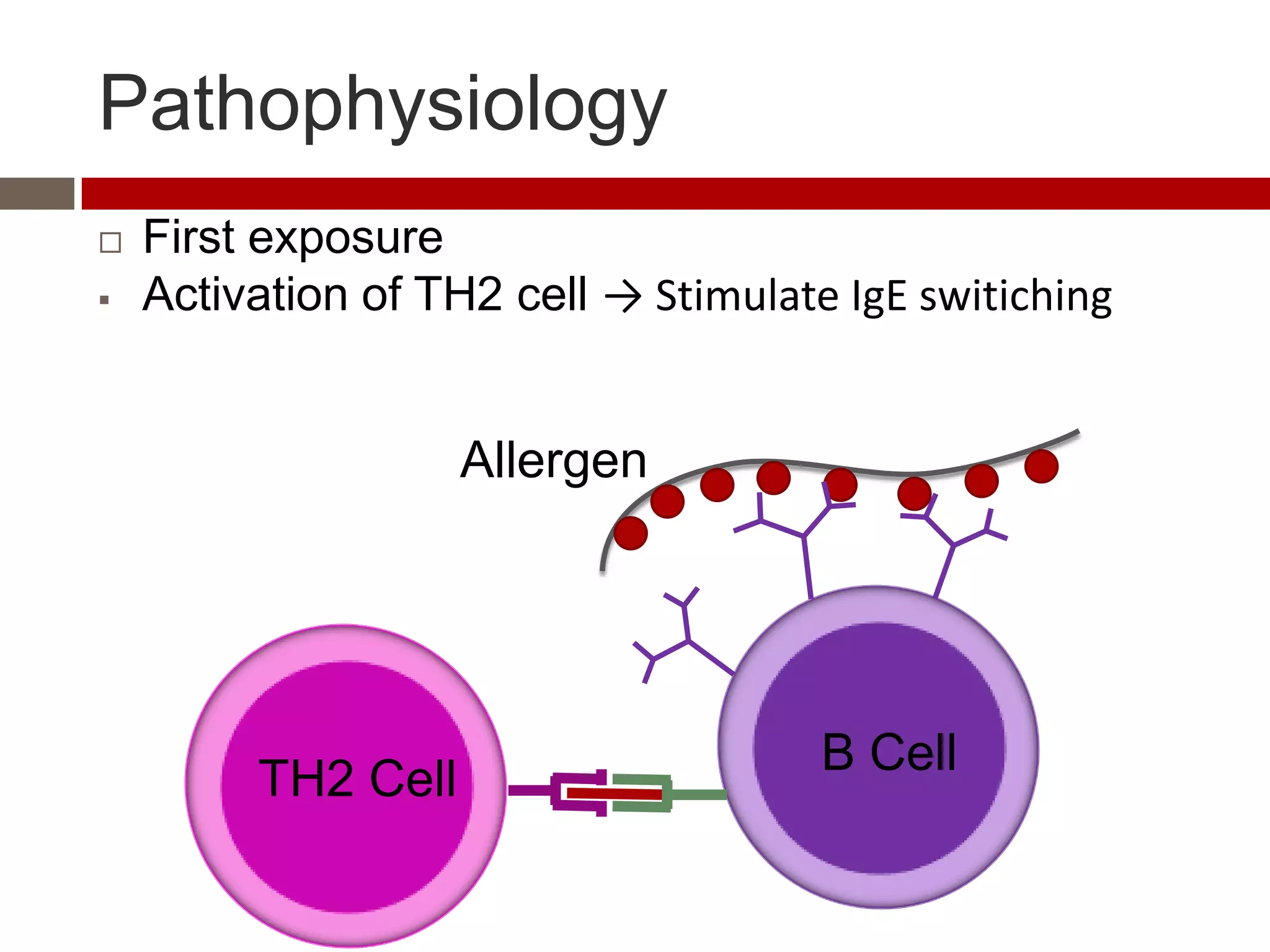 Pathophysiology
   First exposure
   Activation of TH2 cell → Stimulate IgE switiching


                    Allergen




                                      B Cell
         TH2 Cell
 