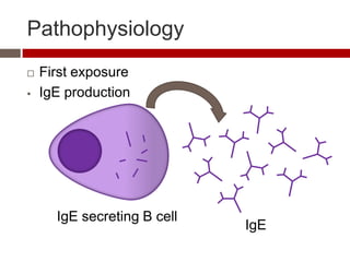 Pathophysiology
   First exposure
   IgE production




      IgE secreting B cell
                             IgE
 