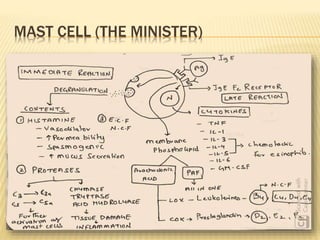 MAST CELL (THE MINISTER)
 