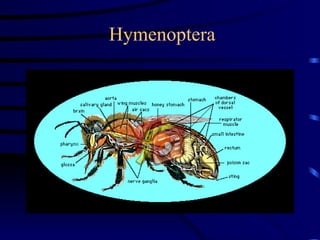 Hymenoptera
 