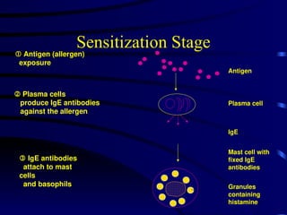 Sensitization Stage
 Antigen (allergen)
exposure
 Plasma cells
produce IgE antibodies
against the allergen
 IgE antibodies
attach to mast
cells
and basophils
Mast cell with
fixed IgE
antibodies
IgE
Granules
containing
histamine
Antigen
Plasma cell
 
