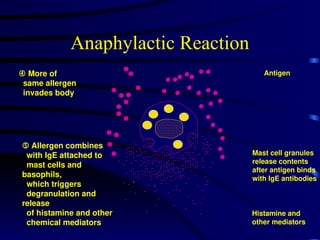 Anaphylactic Reaction
 More of
same allergen
invades body
Antigen
Mast cell granules
release contents
after antigen binds
with IgE antibodies
Histamine and
other mediators
.
•
•
•
•
•
•
•
•
•
•
•
• •
•
•
•
•
•
•
•
•
• •
•
•
•
•
•
•
•
•
•
•
•
• •
•
•
•
•
•
•
•
•
• •
•
• •
•
•
•
•
•
•
• •
• •
•
•
•
•
•
•
•
•
•
•
•
•
•
•
•
•
•
• •
•
•
•
•
•
•
•
•
•
•
•
•
•
•
•
•
•
•
• •
•
• •
•
•
•
•
•
•
• •
•
•
•
•
•
•
•
•
•
•
•
•
•
•
•
•
•
•
•
• •
•
•
•
•
•
•
•
•
•
•
•
•
•
•
•
•
•
•
•
•
•
•
•
• •
•
•
•
•
•
•
•
•
•
•
•
•
•
•
•
•
•
•
•
•
•
• •
•
• •
•
•
•
•
•
•
•
•
•
•
•
• •
•
•
•
•
•
•
•
•
•
•
•
•
•
•
•
•
•
•
•
•
• •
•
•
•
•
•
•
•
• •
•
• •
• •
•
•
•
•
•
•
•
• •
•
•
•
•
•
•
•
•
•
•
•
•
•
•
•
•
•
•
•
•
• •
•
•
•
•
•
•
•
•
•
•
 Allergen combines
with IgE attached to
mast cells and
basophils,
which triggers
degranulation and
release
of histamine and other
chemical mediators
•
•
•
•
•
•
•
•
•
 
