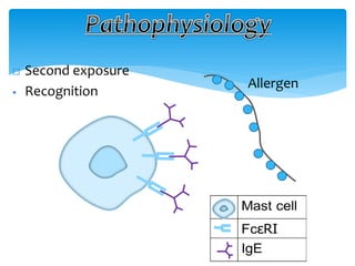  Second exposure
 Recognition
Allergen
 