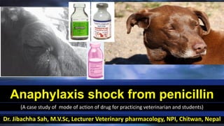Dr. Jibachha Sah, M.V.Sc, Lecturer Veterinary pharmacology, NPI, Chitwan, Nepal
Anaphylaxis shock from penicillin
(A case study of mode of action of drug for practicing veterinarian and students)
 