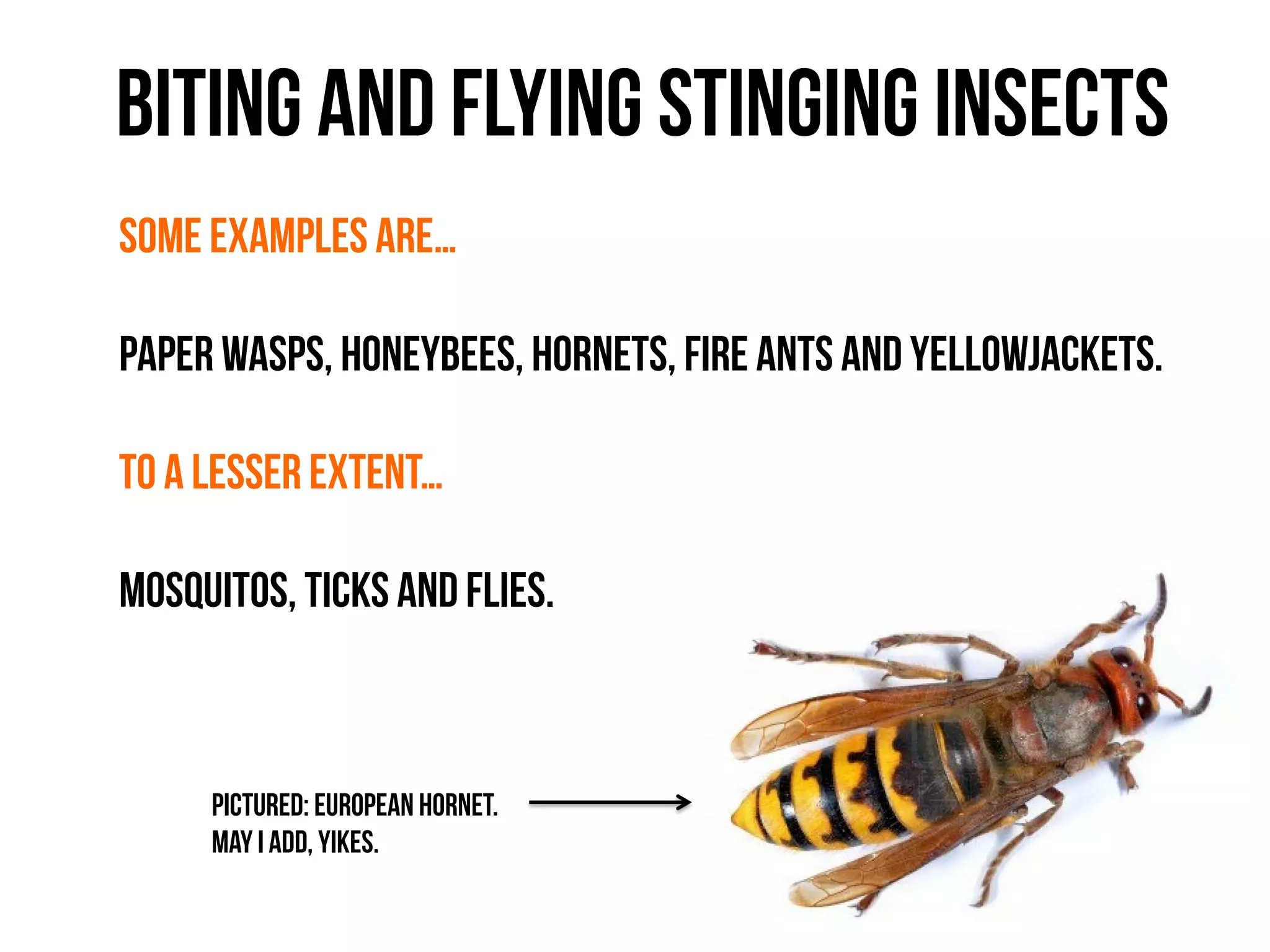 Biting and Flying Stinging Insects
Some examples are…
Paper wasps, honeybees, hornets, fire ants and yellowjackets.
To a lesser extent…
Mosquitos, ticks and flies.
Pictured: European Hornet.
May I add, Yikes.
 
