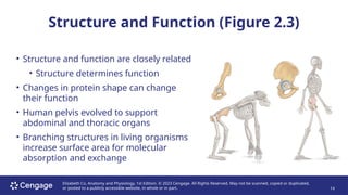 ANATOMY AND PHYSIOLOGY LECTURE CHAPTER 2.pptx