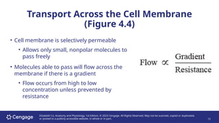 ANATOMY AND PHYSIOLOGY LECTURE CHAPTER 4 | PPTX