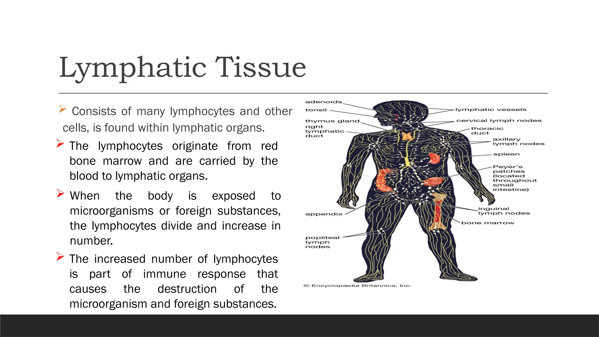 Lymphatic Tissue
 Consists of many lymphocytes and other
cells, is found within lymphatic organs.
 The lymphocytes originate from red
bone marrow and are carried by the
blood to lymphatic organs.
 When the body is exposed to
microorganisms or foreign substances,
the lymphocytes divide and increase in
number.
 The increased number of lymphocytes
is part of immune response that
causes the destruction of the
microorganism and foreign substances.
 