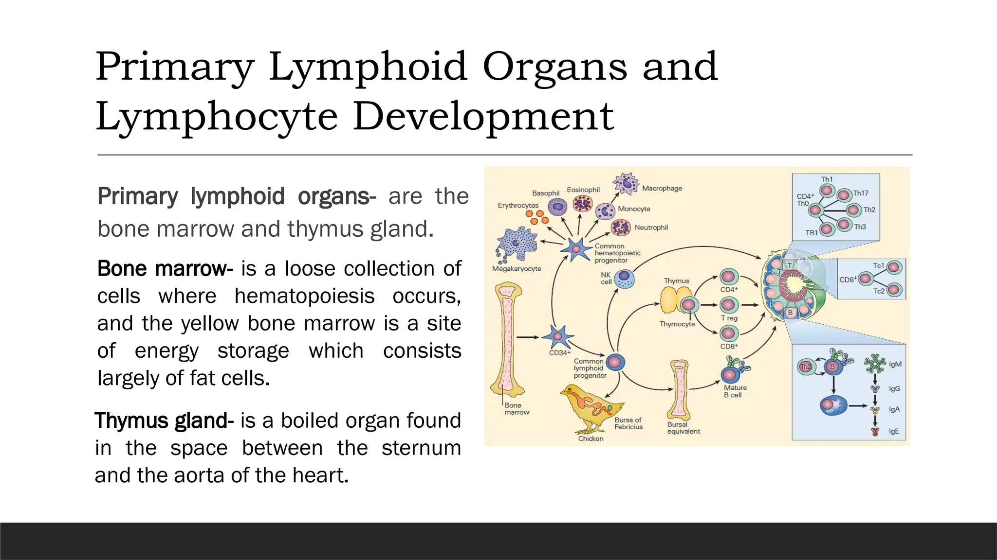 Primary lymphoid organs- are the
bone marrow and thymus gland.
Primary Lymphoid Organs and
Lymphocyte Development
Bone marrow- is a loose collection of
cells where hematopoiesis occurs,
and the yellow bone marrow is a site
of energy storage which consists
largely of fat cells.
Thymus gland- is a boiled organ found
in the space between the sternum
and the aorta of the heart.
 