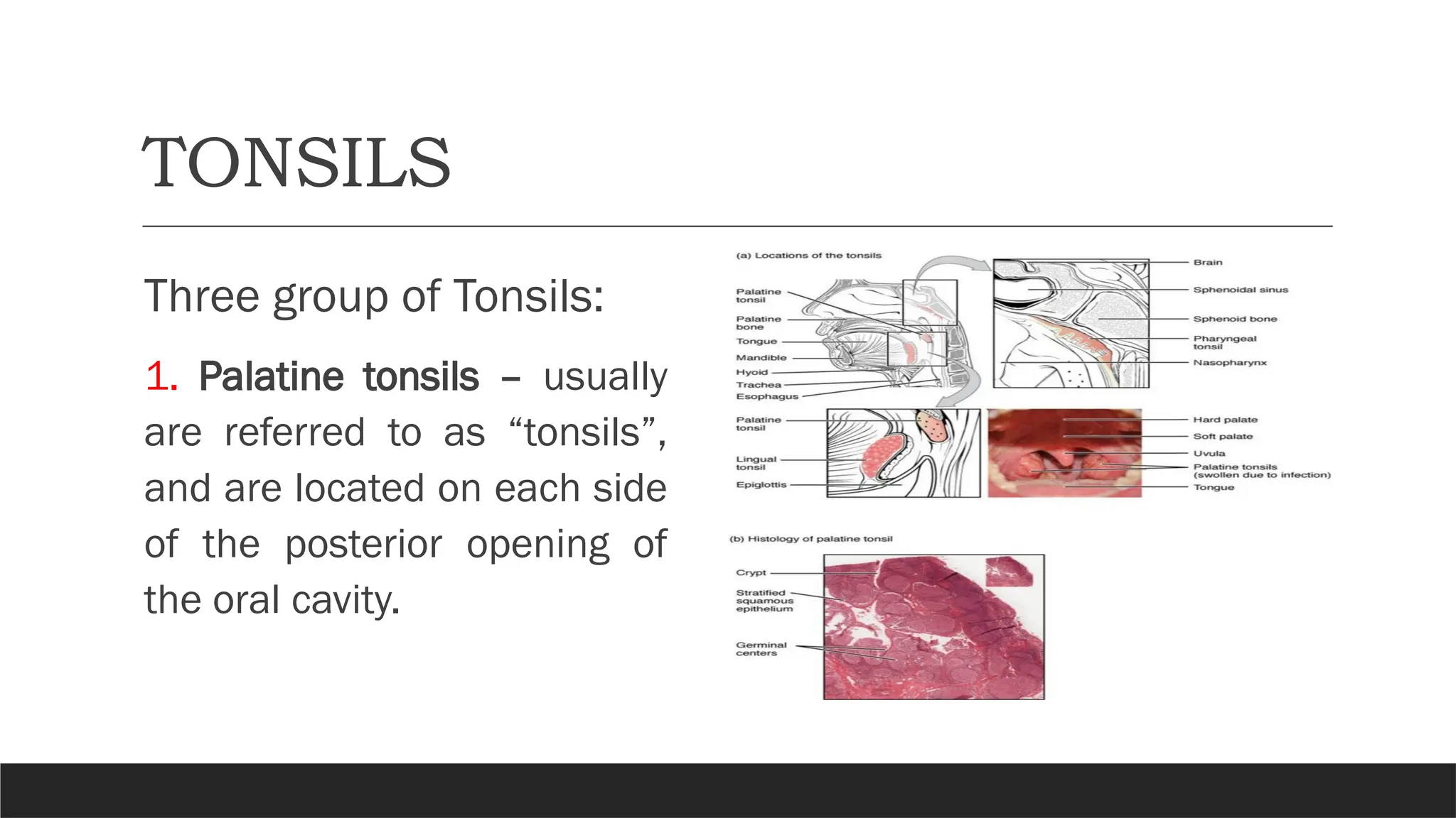 TONSILS
Three group of Tonsils:
1. Palatine tonsils – usually
are referred to as “tonsils”,
and are located on each side
of the posterior opening of
the oral cavity.
 