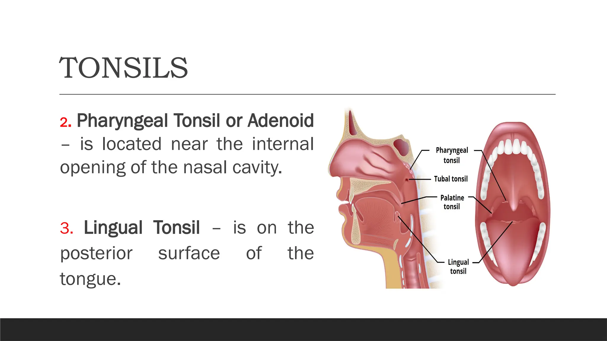 TONSILS
2. Pharyngeal Tonsil or Adenoid
– is located near the internal
opening of the nasal cavity.
3. Lingual Tonsil – is on the
posterior surface of the
tongue.
 