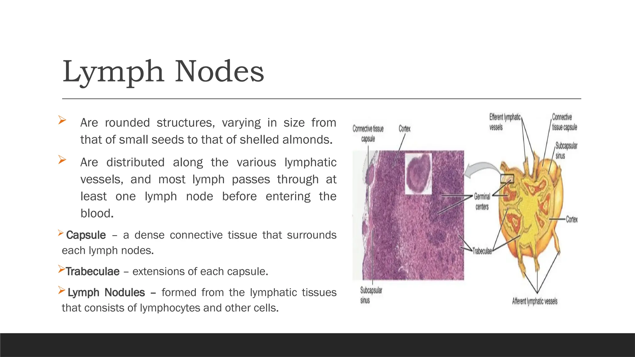 Lymph Nodes
 Are rounded structures, varying in size from
that of small seeds to that of shelled almonds.
 Are distributed along the various lymphatic
vessels, and most lymph passes through at
least one lymph node before entering the
blood.
 Capsule – a dense connective tissue that surrounds
each lymph nodes.
Trabeculae – extensions of each capsule.
Lymph Nodules – formed from the lymphatic tissues
that consists of lymphocytes and other cells.
 
