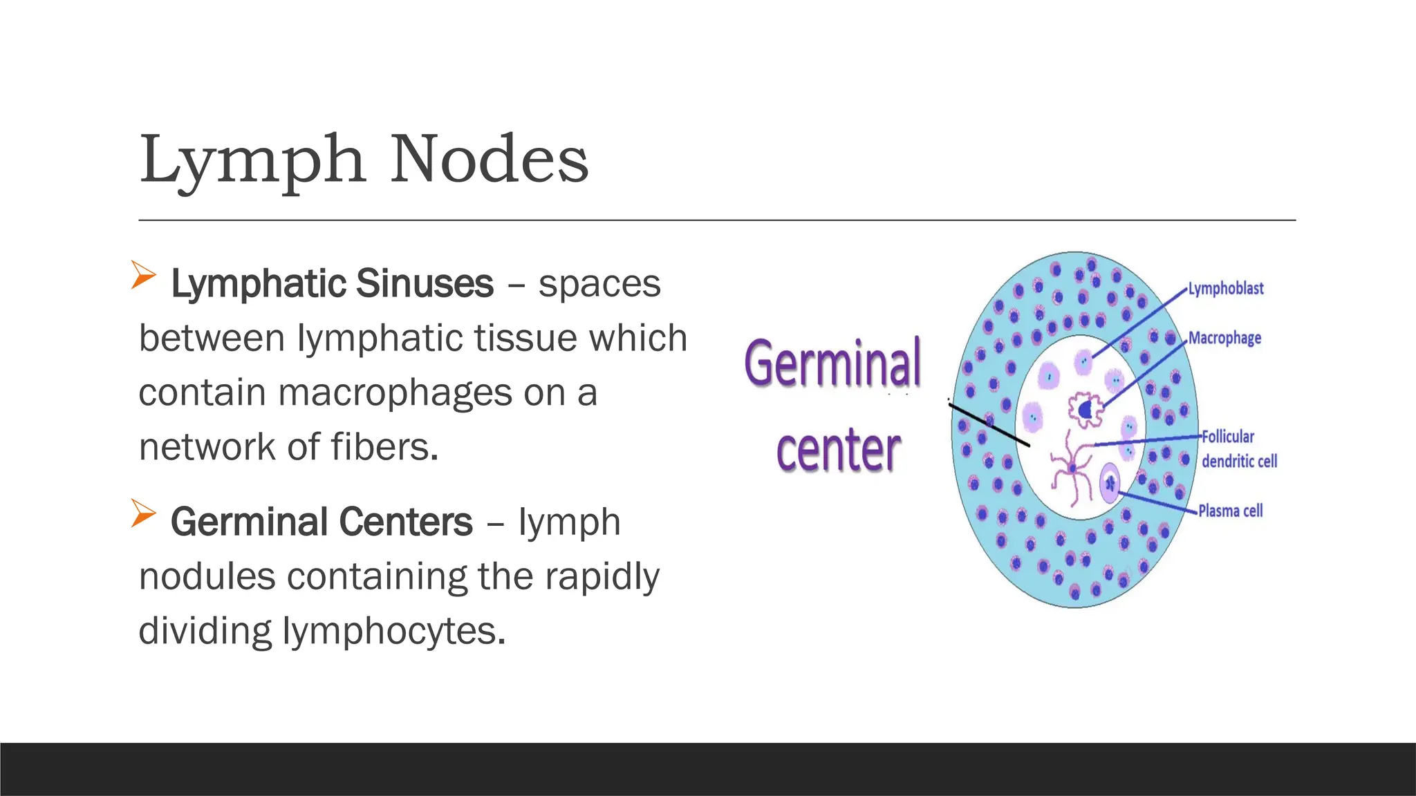 Lymph Nodes
 Lymphatic Sinuses – spaces
between lymphatic tissue which
contain macrophages on a
network of fibers.
 Germinal Centers – lymph
nodules containing the rapidly
dividing lymphocytes.
 