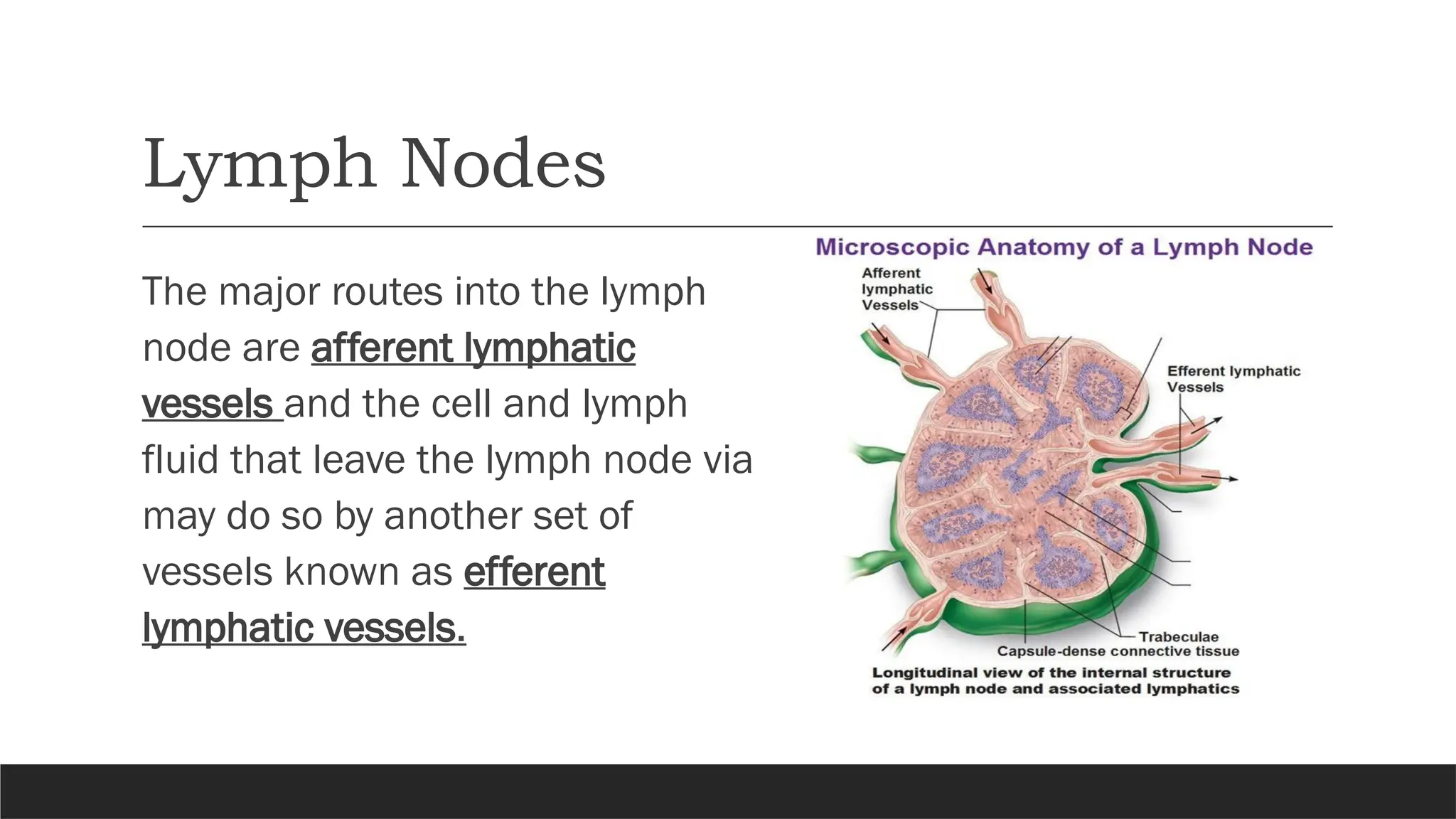 Lymph Nodes
The major routes into the lymph
node are afferent lymphatic
vessels and the cell and lymph
fluid that leave the lymph node via
may do so by another set of
vessels known as efferent
lymphatic vessels.
 