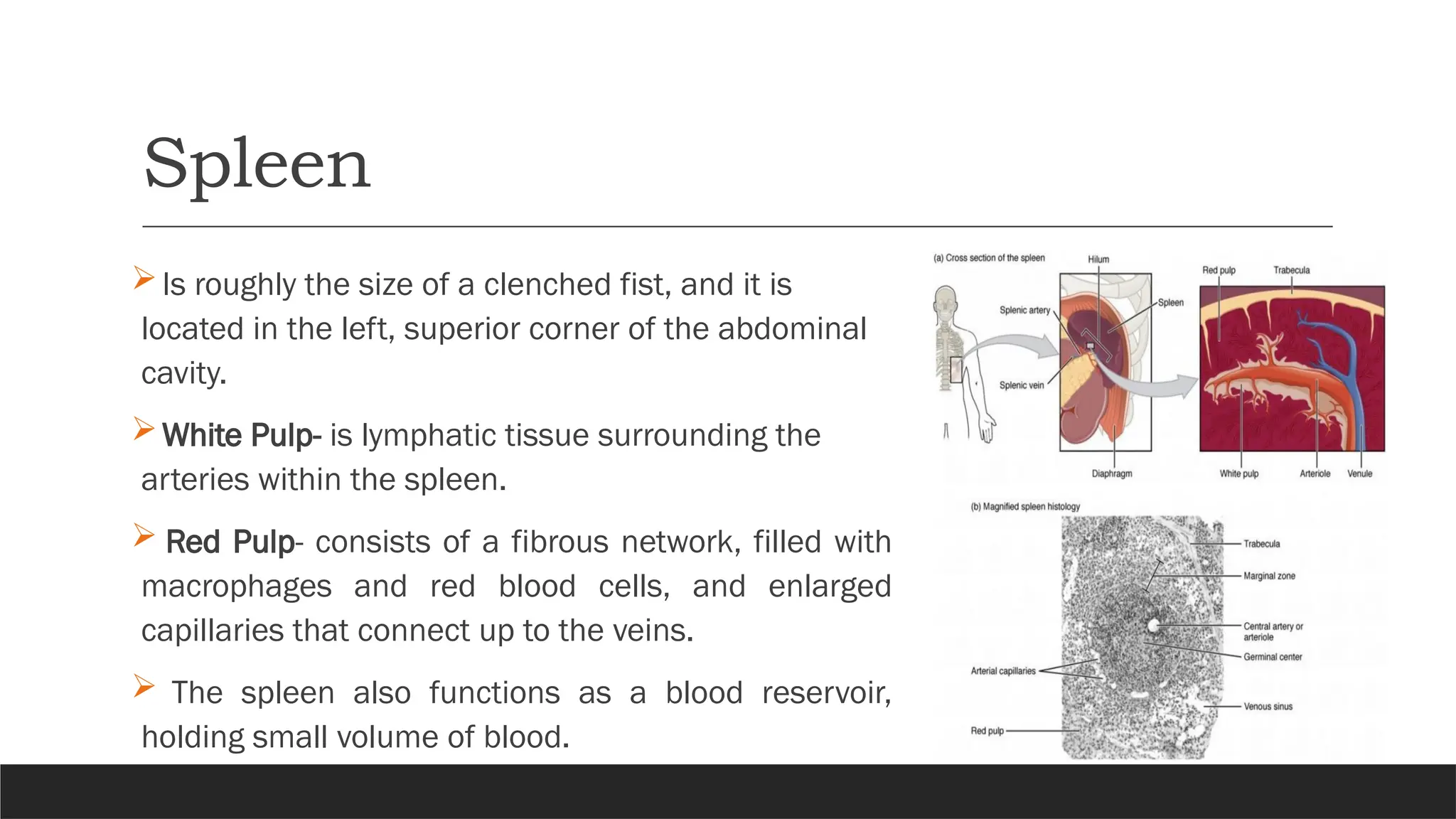 Spleen
Is roughly the size of a clenched fist, and it is
located in the left, superior corner of the abdominal
cavity.
White Pulp- is lymphatic tissue surrounding the
arteries within the spleen.
 Red Pulp- consists of a fibrous network, filled with
macrophages and red blood cells, and enlarged
capillaries that connect up to the veins.
 The spleen also functions as a blood reservoir,
holding small volume of blood.
 
