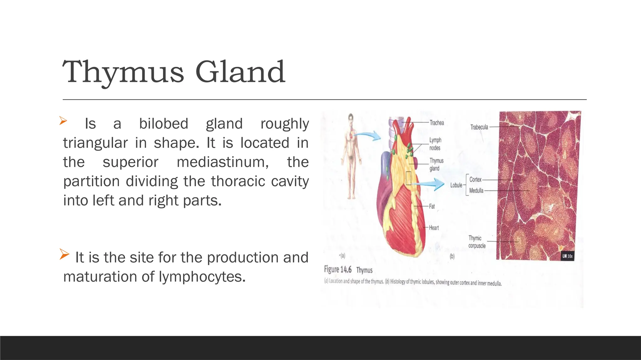 Thymus Gland
 Is a bilobed gland roughly
triangular in shape. It is located in
the superior mediastinum, the
partition dividing the thoracic cavity
into left and right parts.
 It is the site for the production and
maturation of lymphocytes.
 