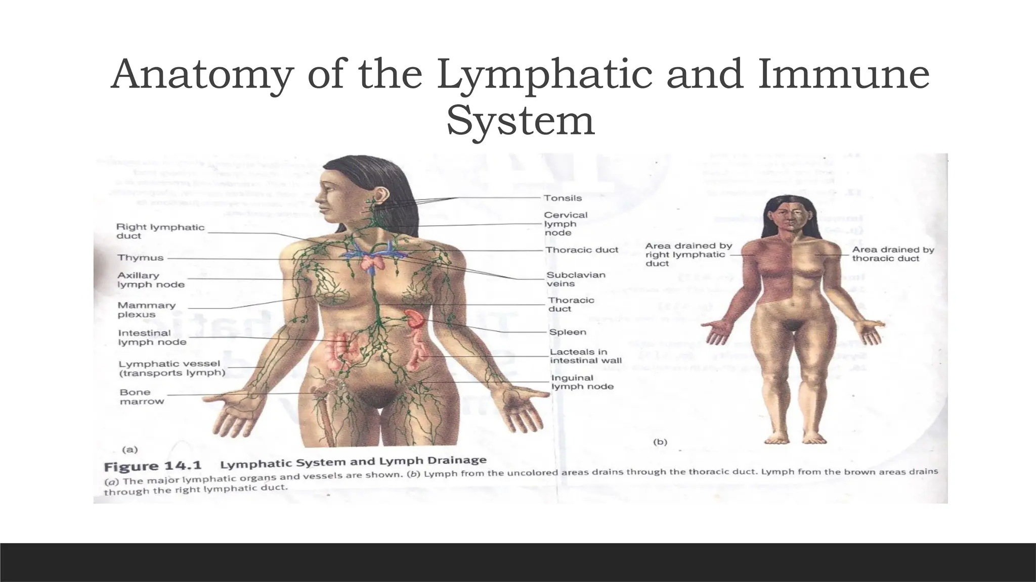 Anatomy of the Lymphatic and Immune
System
 