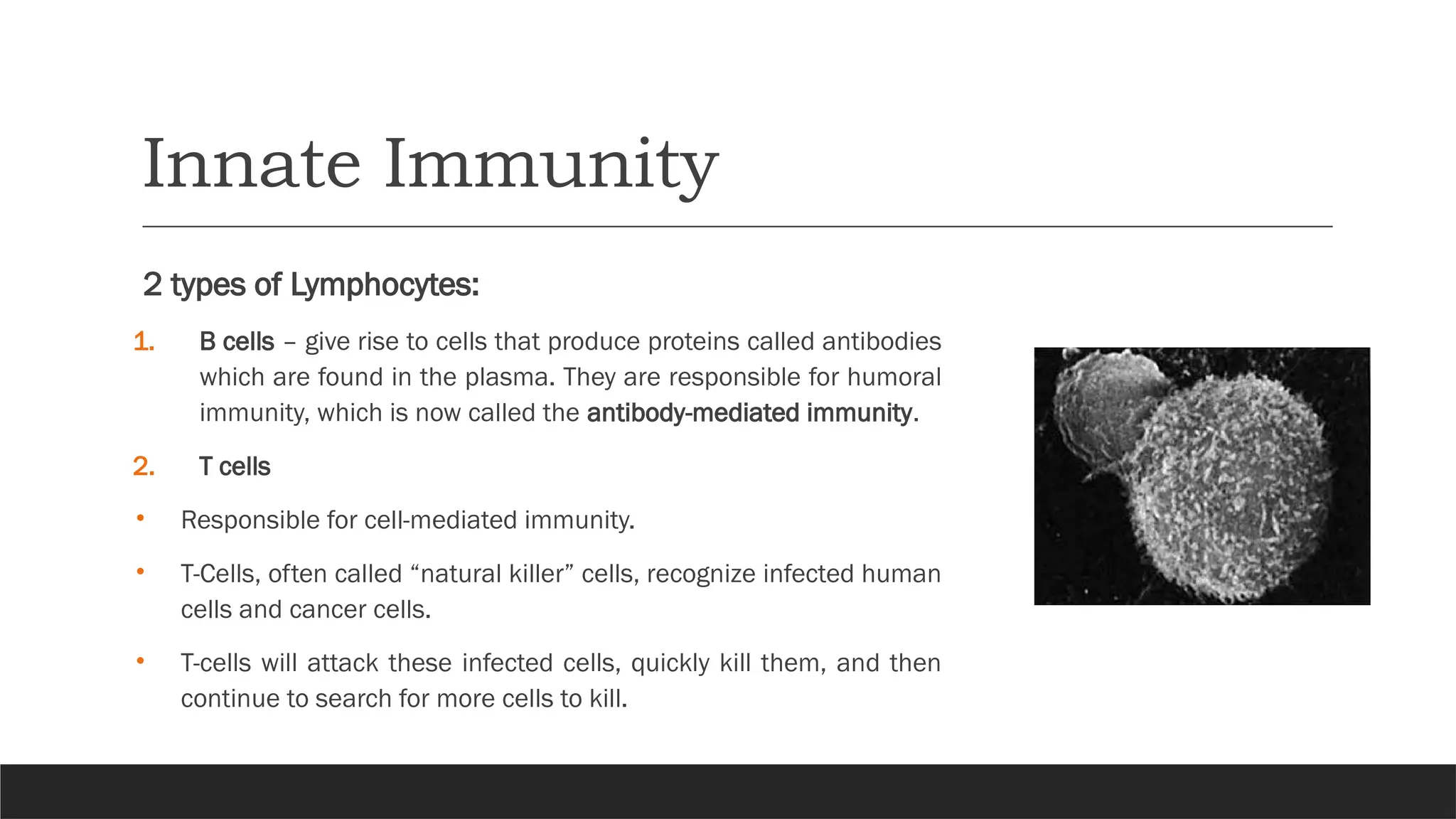 Innate Immunity
2 types of Lymphocytes:
1. B cells – give rise to cells that produce proteins called antibodies
which are found in the plasma. They are responsible for humoral
immunity, which is now called the antibody-mediated immunity.
2. T cells
• Responsible for cell-mediated immunity.
• T-Cells, often called “natural killer” cells, recognize infected human
cells and cancer cells.
• T-cells will attack these infected cells, quickly kill them, and then
continue to search for more cells to kill.
 