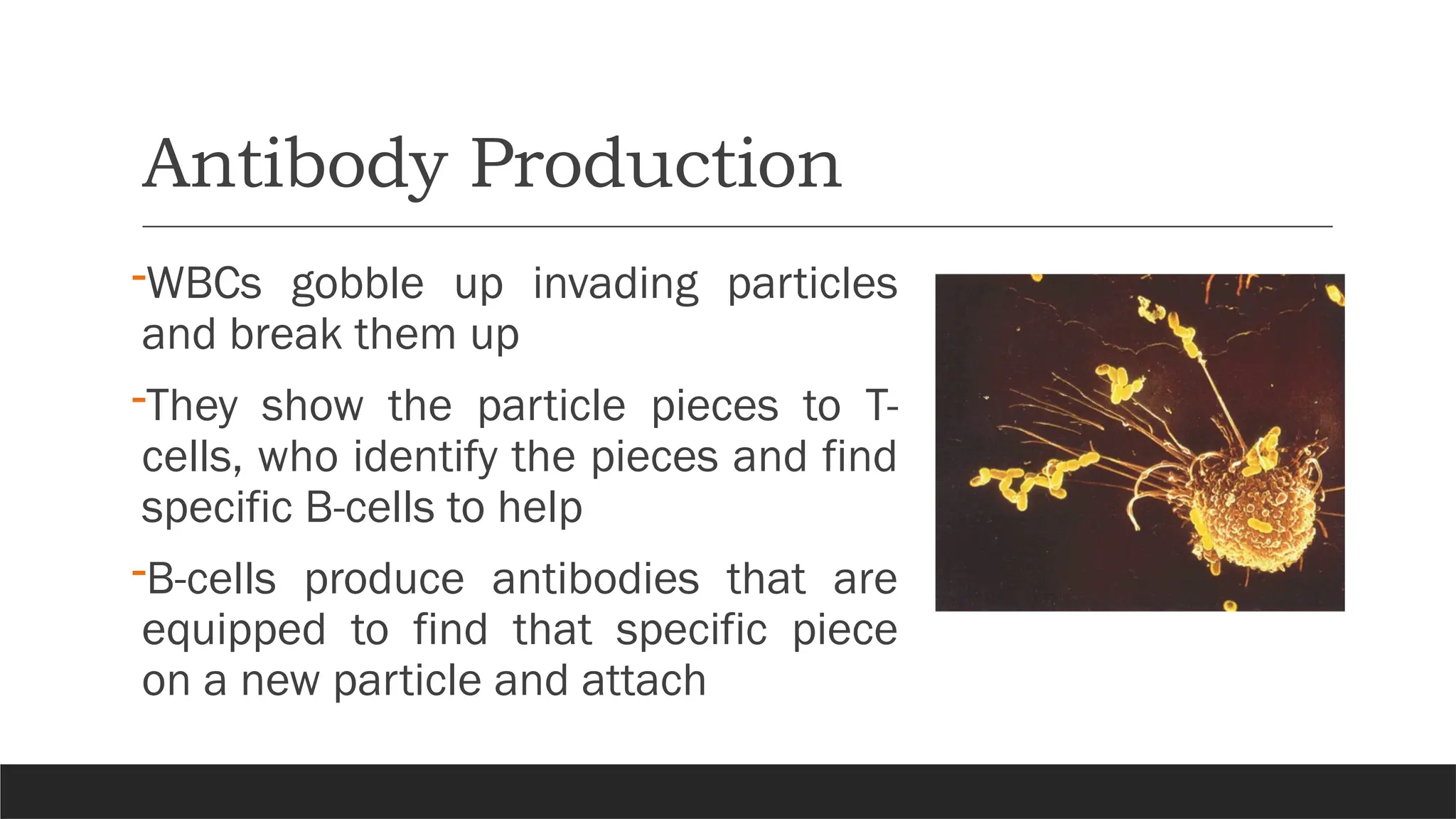 Antibody Production
-WBCs gobble up invading particles
and break them up
-They show the particle pieces to T-
cells, who identify the pieces and find
specific B-cells to help
-B-cells produce antibodies that are
equipped to find that specific piece
on a new particle and attach
 