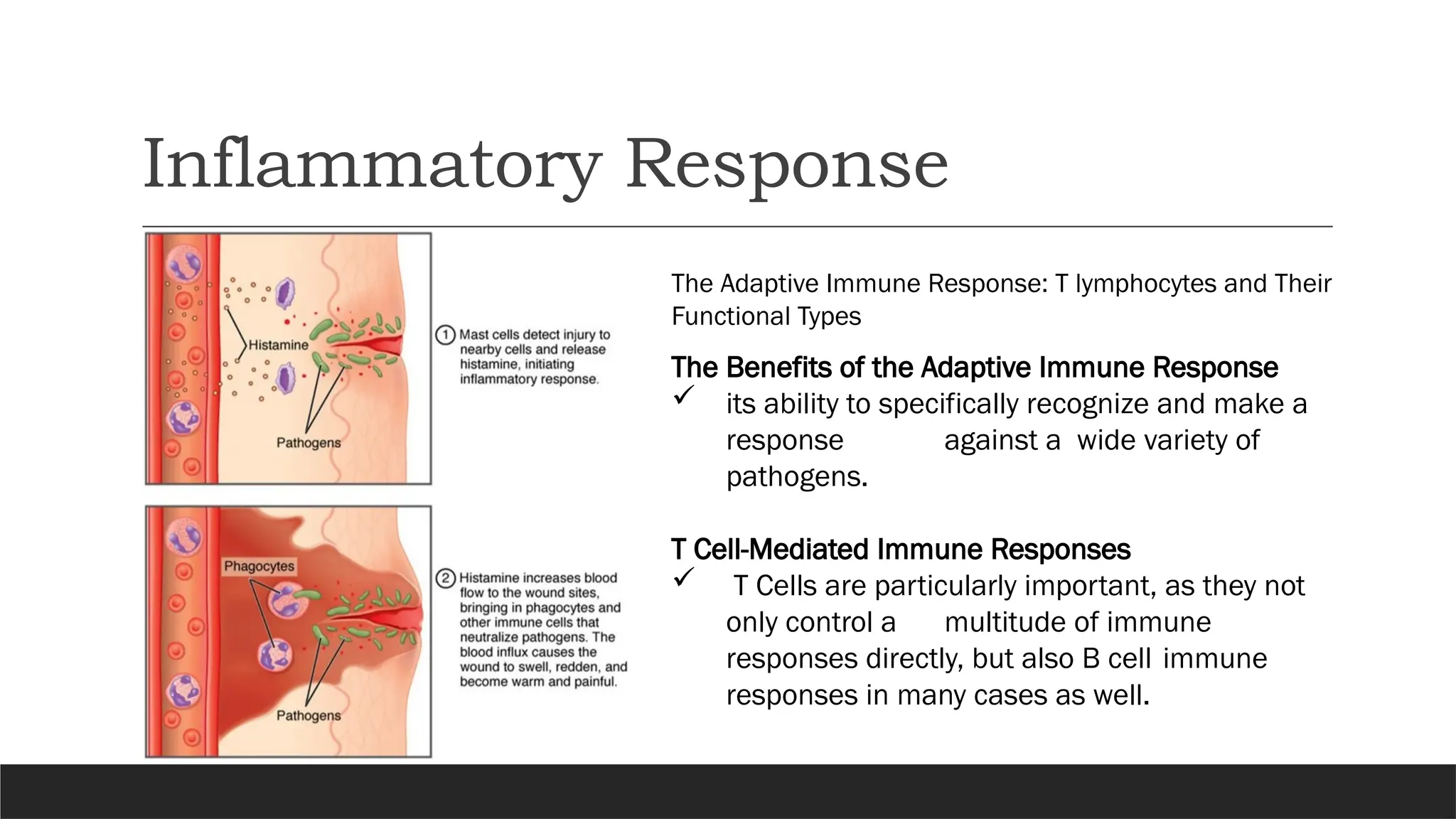 Inflammatory Response
The Adaptive Immune Response: T lymphocytes and Their
Functional Types
The Benefits of the Adaptive Immune Response
 its ability to specifically recognize and make a
response against a wide variety of
pathogens.
T Cell-Mediated Immune Responses
 T Cells are particularly important, as they not
only control a multitude of immune
responses directly, but also B cell immune
responses in many cases as well.
 