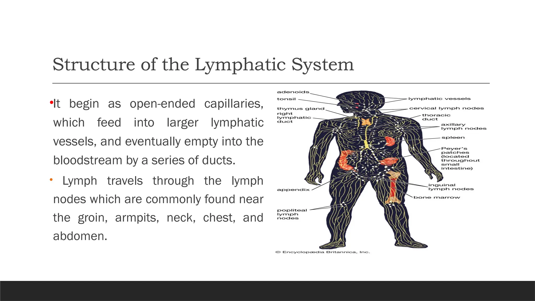 Structure of the Lymphatic System
•It begin as open-ended capillaries,
which feed into larger lymphatic
vessels, and eventually empty into the
bloodstream by a series of ducts.
• Lymph travels through the lymph
nodes which are commonly found near
the groin, armpits, neck, chest, and
abdomen.
 