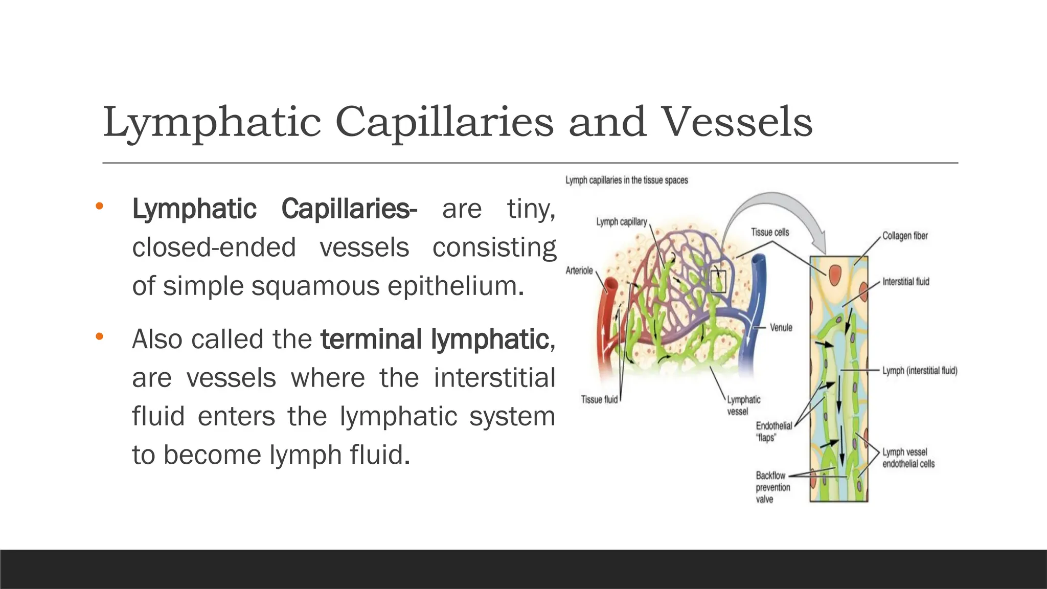 Lymphatic Capillaries and Vessels
• Lymphatic Capillaries- are tiny,
closed-ended vessels consisting
of simple squamous epithelium.
• Also called the terminal lymphatic,
are vessels where the interstitial
fluid enters the lymphatic system
to become lymph fluid.
 