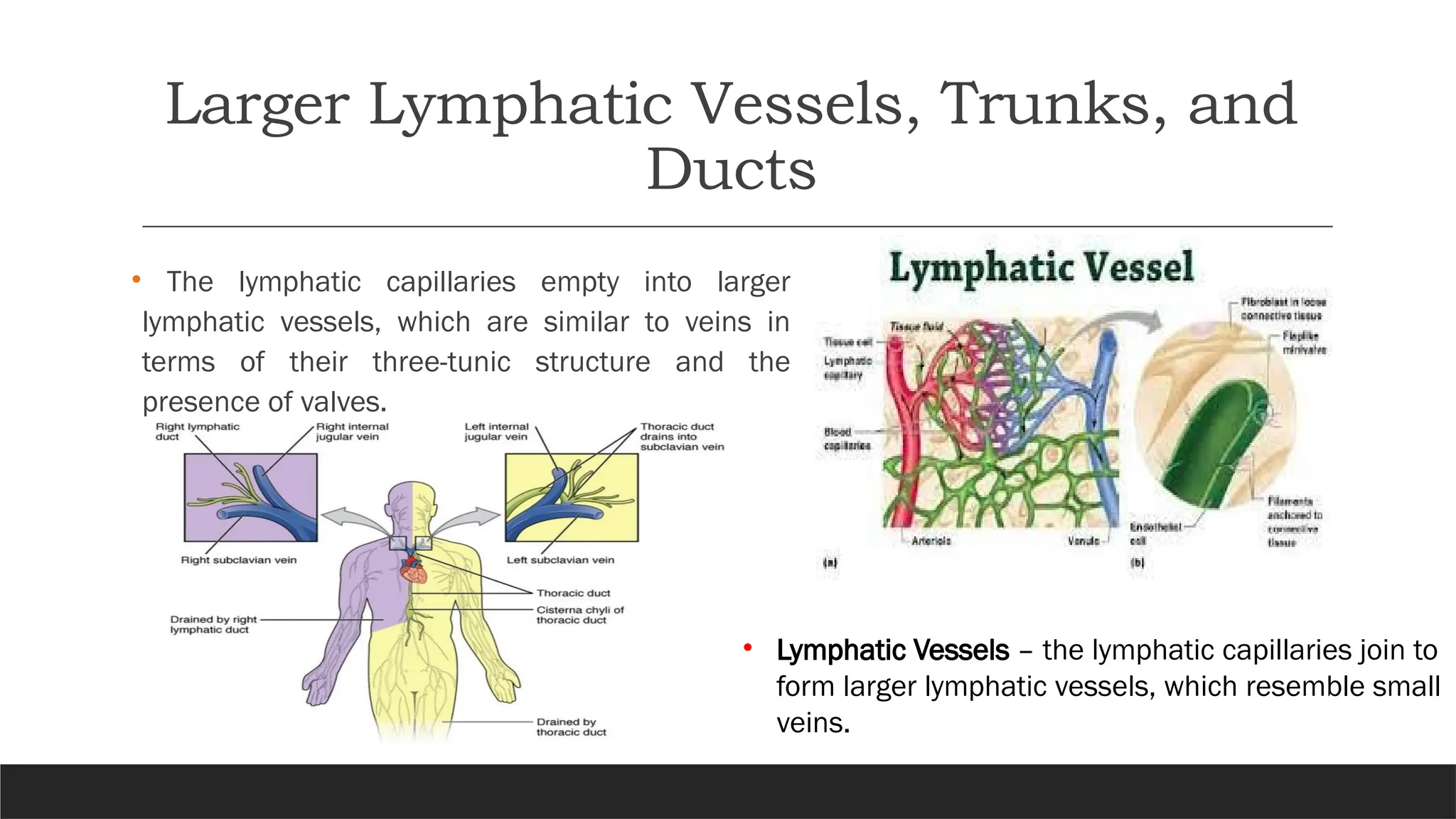 Larger Lymphatic Vessels, Trunks, and
Ducts
• The lymphatic capillaries empty into larger
lymphatic vessels, which are similar to veins in
terms of their three-tunic structure and the
presence of valves.
• Lymphatic Vessels – the lymphatic capillaries join to
form larger lymphatic vessels, which resemble small
veins.
 