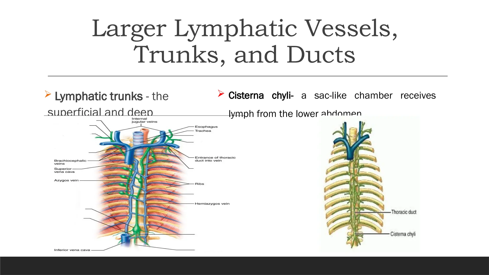 Larger Lymphatic Vessels,
Trunks, and Ducts
 Lymphatic trunks - the
superficial and deep
lymphatic vessels.
 Cisterna chyli- a sac-like chamber receives
lymph from the lower abdomen.
 