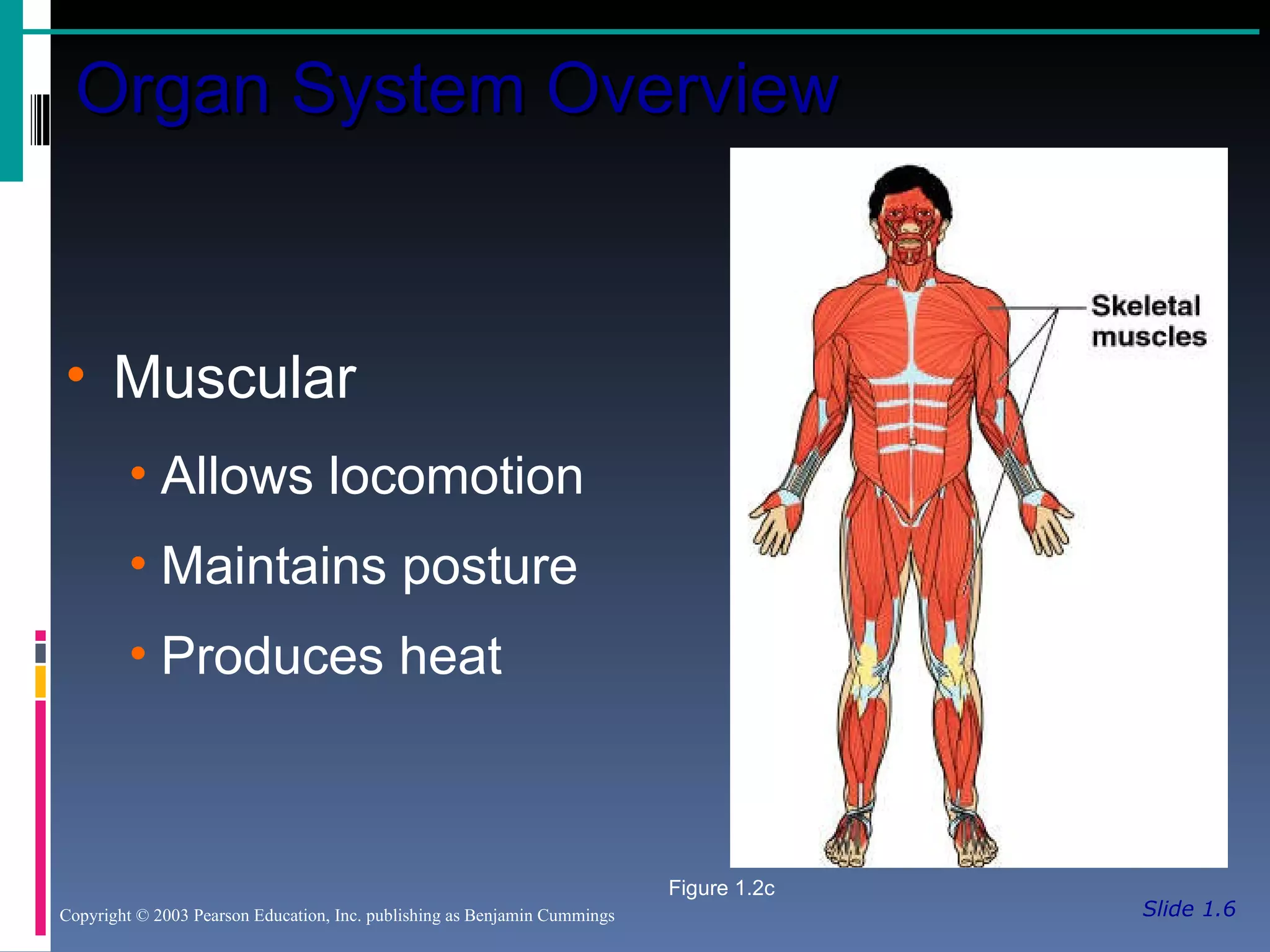 Anatomy and Physiology Chapter 1 - Introduction to Anatomy and ...