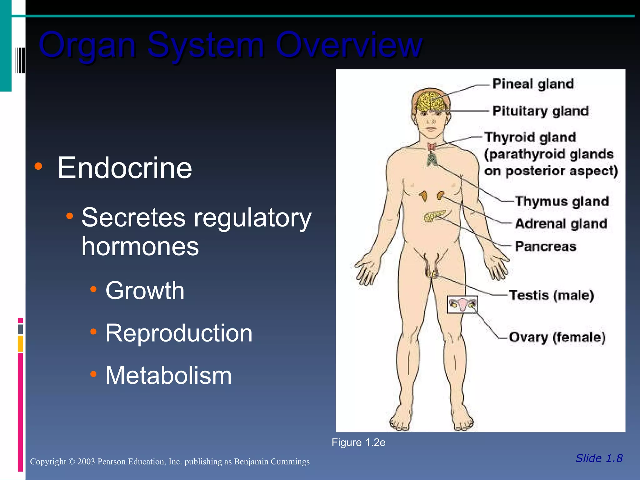 Slide 1.8 Organ System Overview Copyright © 2003 Pearson Education, Inc. publishing as Benjamin Cummings Endocrine Secretes regulatory hormones Growth Reproduction Metabolism Figure 1.2e 