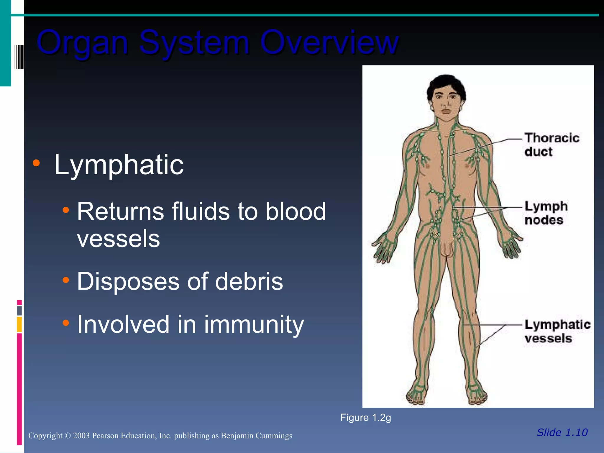 Slide 1.10 Organ System Overview Copyright © 2003 Pearson Education, Inc. publishing as Benjamin Cummings Lymphatic Returns fluids to blood vessels Disposes of debris Involved in immunity Figure 1.2g 