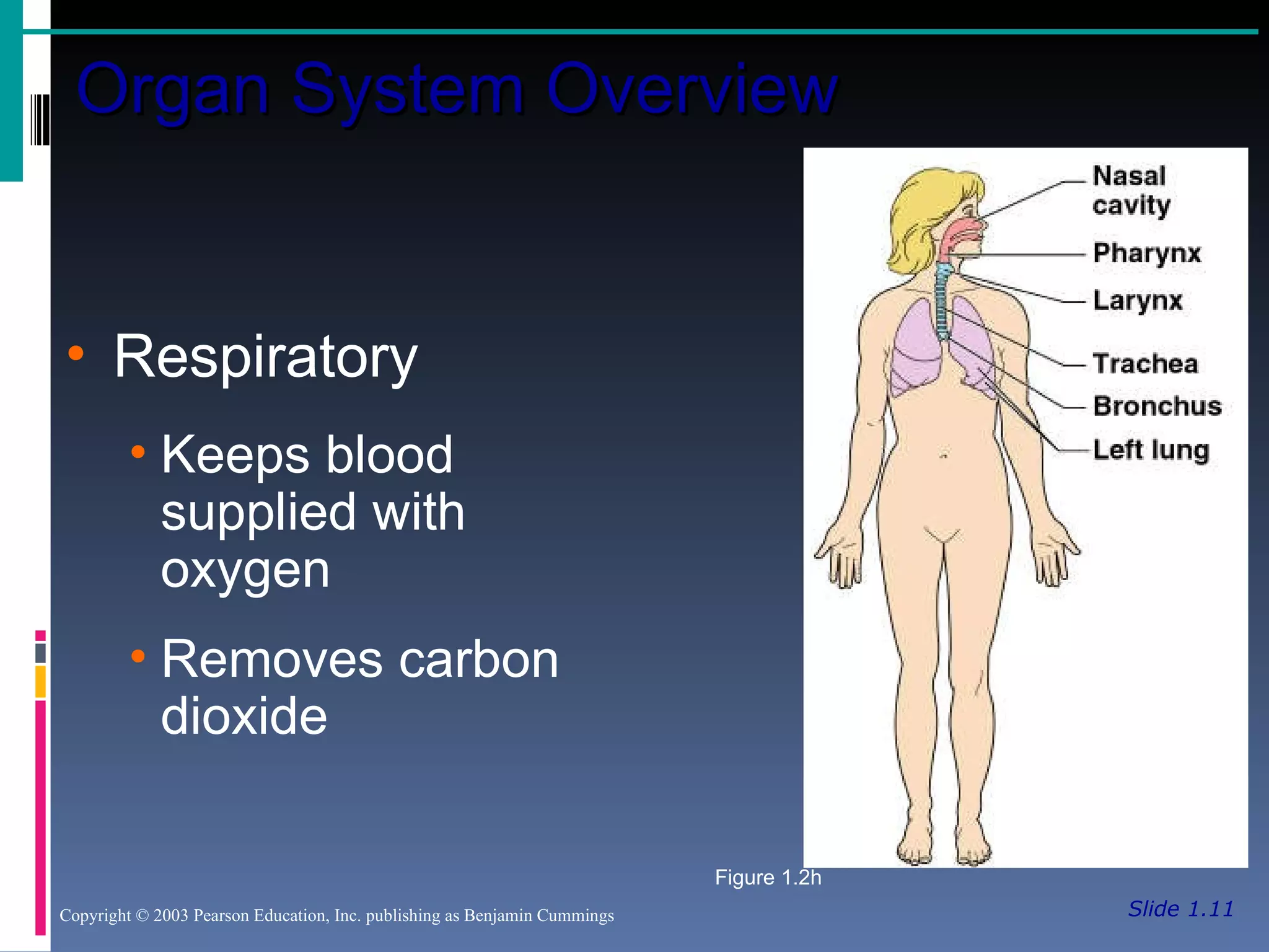 Slide 1.11 Organ System Overview Copyright © 2003 Pearson Education, Inc. publishing as Benjamin Cummings Respiratory Keeps blood supplied with oxygen Removes carbon dioxide Figure 1.2h 