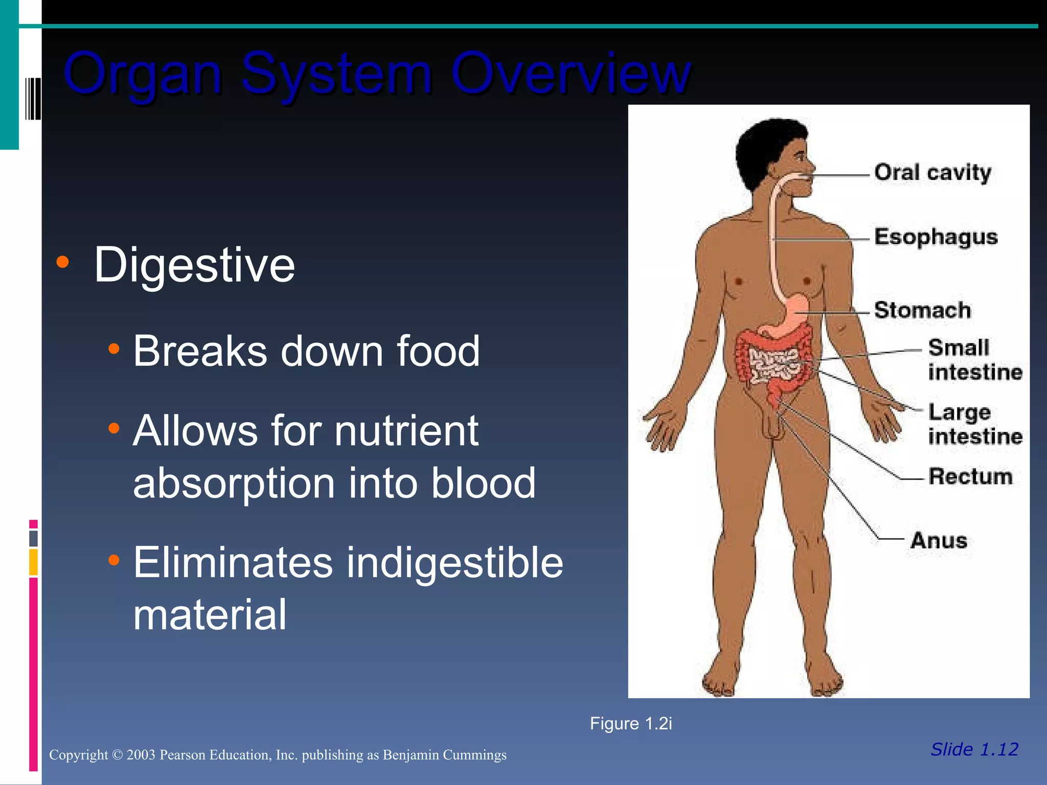 Slide 1.12 Organ System Overview Copyright © 2003 Pearson Education, Inc. publishing as Benjamin Cummings Digestive Breaks down food Allows for nutrient absorption into blood Eliminates indigestible material Figure 1.2i 