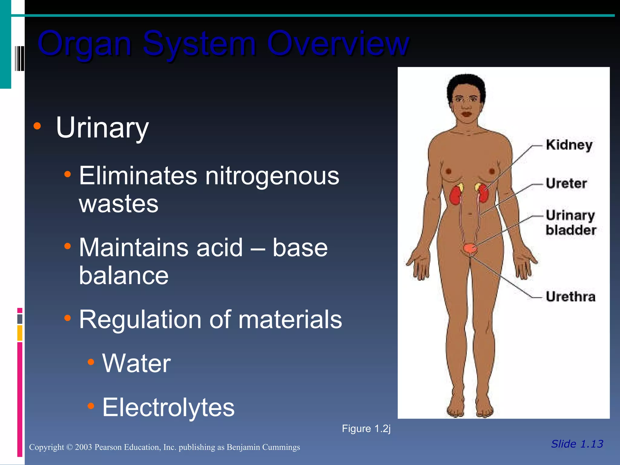 Slide 1.13 Organ System Overview Copyright © 2003 Pearson Education, Inc. publishing as Benjamin Cummings Urinary Eliminates nitrogenous wastes Maintains acid – base balance Regulation of materials Water Electrolytes Figure 1.2j 