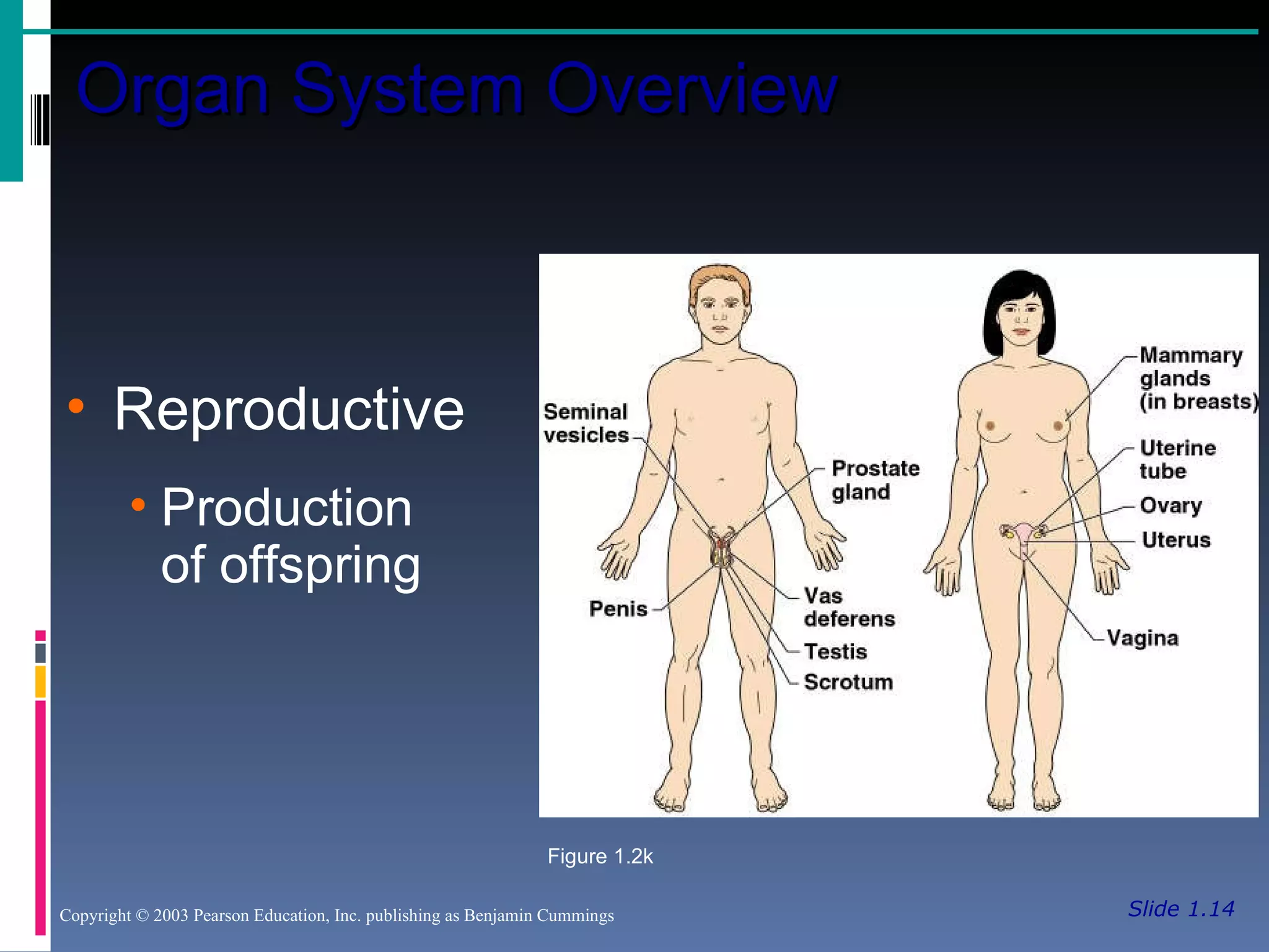 Slide 1.14 Organ System Overview Copyright © 2003 Pearson Education, Inc. publishing as Benjamin Cummings Reproductive Production  of offspring Figure 1.2k 