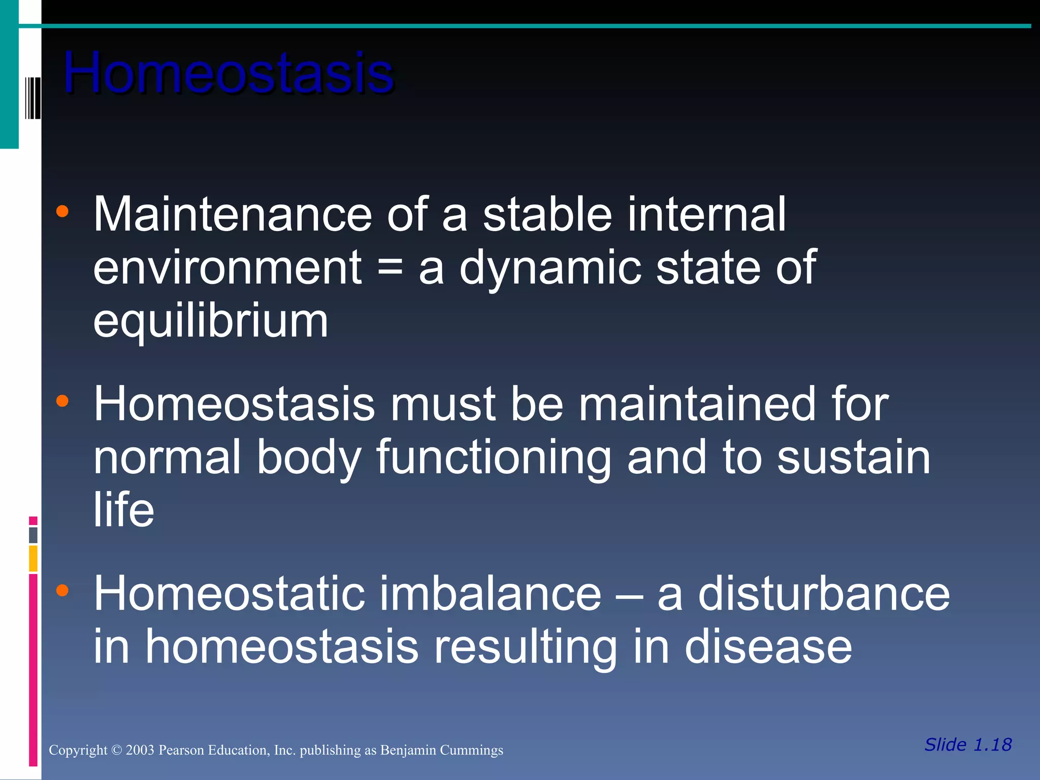 Slide 1.18 Homeostasis Copyright © 2003 Pearson Education, Inc. publishing as Benjamin Cummings Maintenance of a stable internal environment = a dynamic state of equilibrium Homeostasis must be maintained for normal body functioning and to sustain life Homeostatic imbalance – a disturbance in homeostasis resulting in disease 
