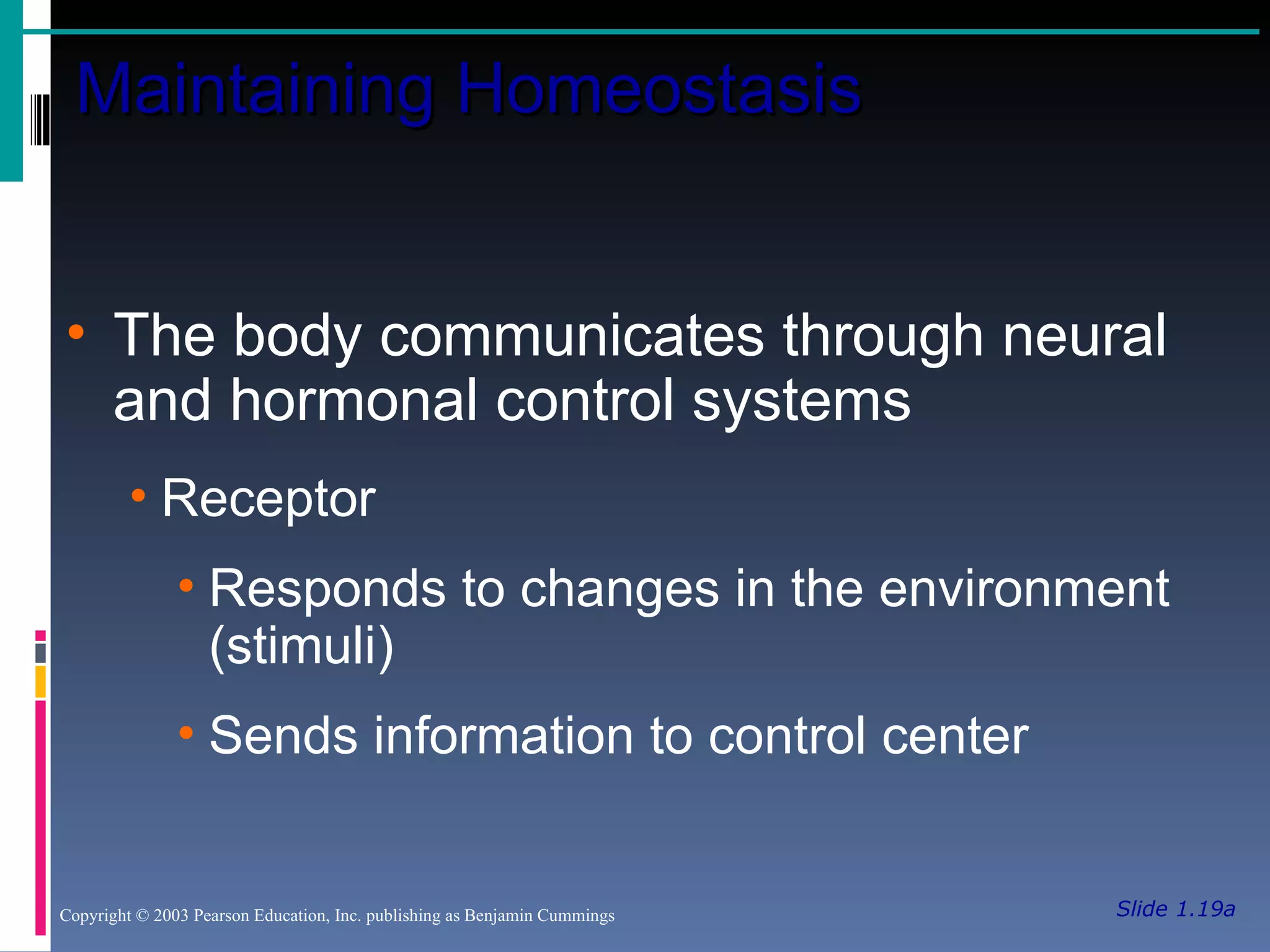 Slide 1.19a Maintaining Homeostasis Copyright © 2003 Pearson Education, Inc. publishing as Benjamin Cummings The body communicates through neural and hormonal control systems Receptor Responds to changes in the environment (stimuli) Sends information to control center 