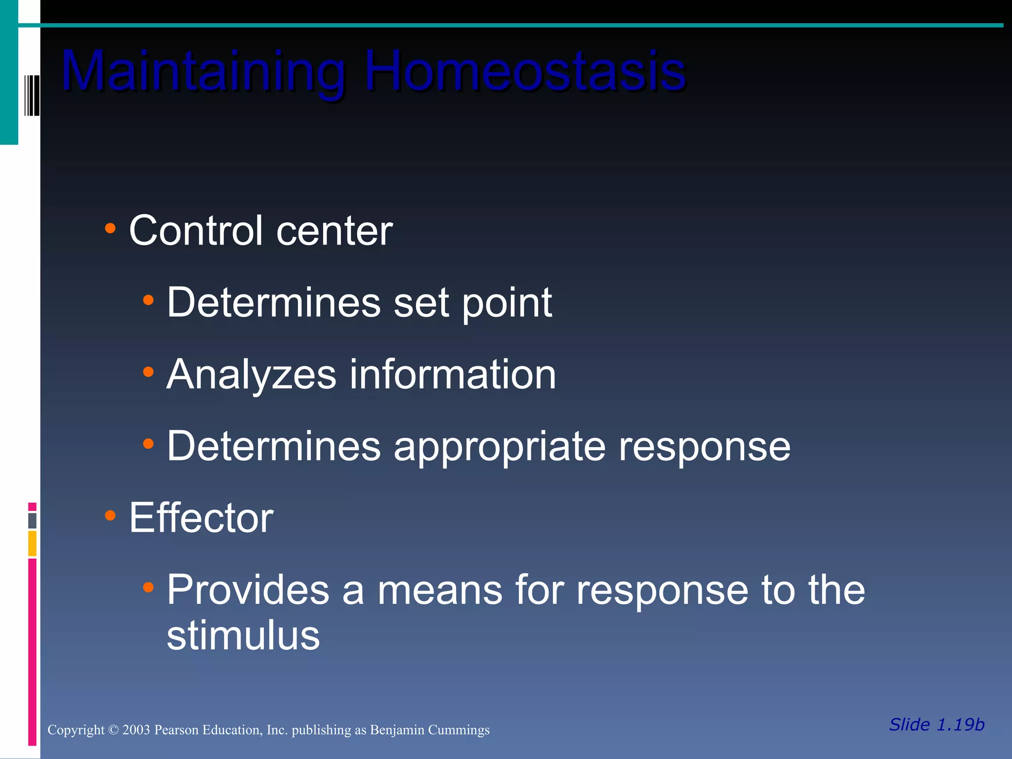 Slide 1.19b Maintaining Homeostasis Copyright © 2003 Pearson Education, Inc. publishing as Benjamin Cummings Control center Determines set point Analyzes information Determines appropriate response Effector Provides a means for response to the stimulus 