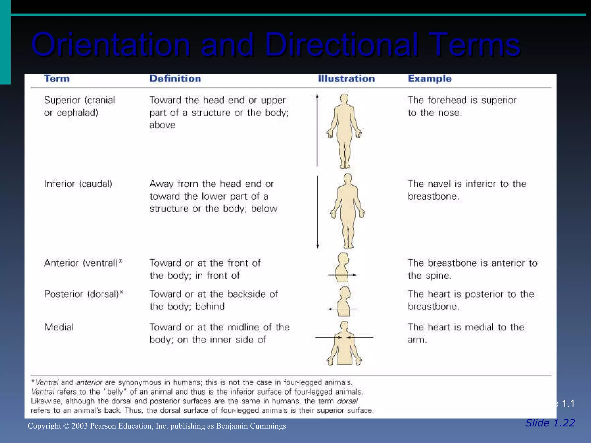Orientation and Directional Terms Slide 1.22 Copyright © 2003 Pearson Education, Inc. publishing as Benjamin Cummings Table 1.1 