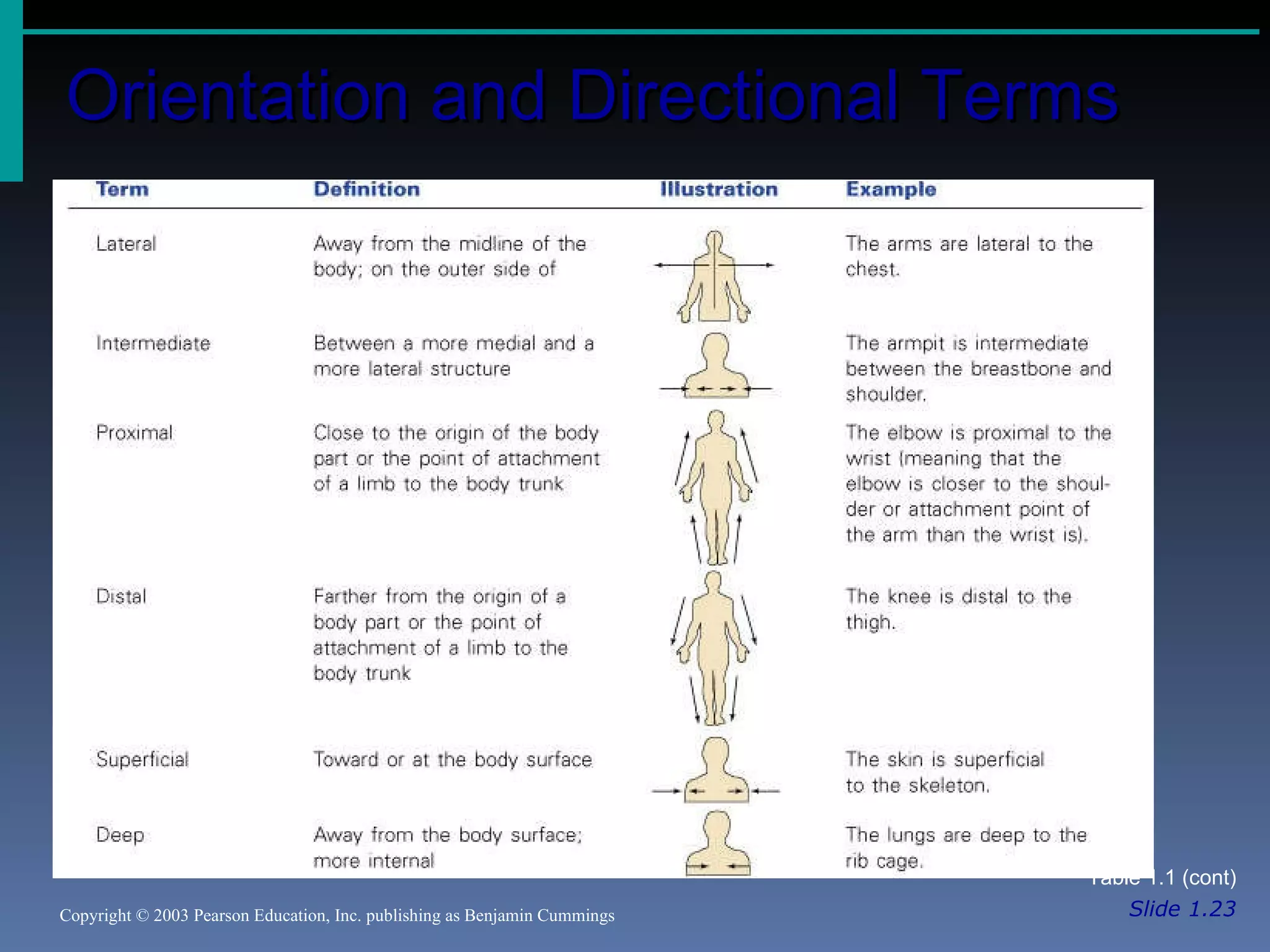 Orientation and Directional Terms Slide 1.23 Copyright © 2003 Pearson Education, Inc. publishing as Benjamin Cummings Table 1.1 (cont) 