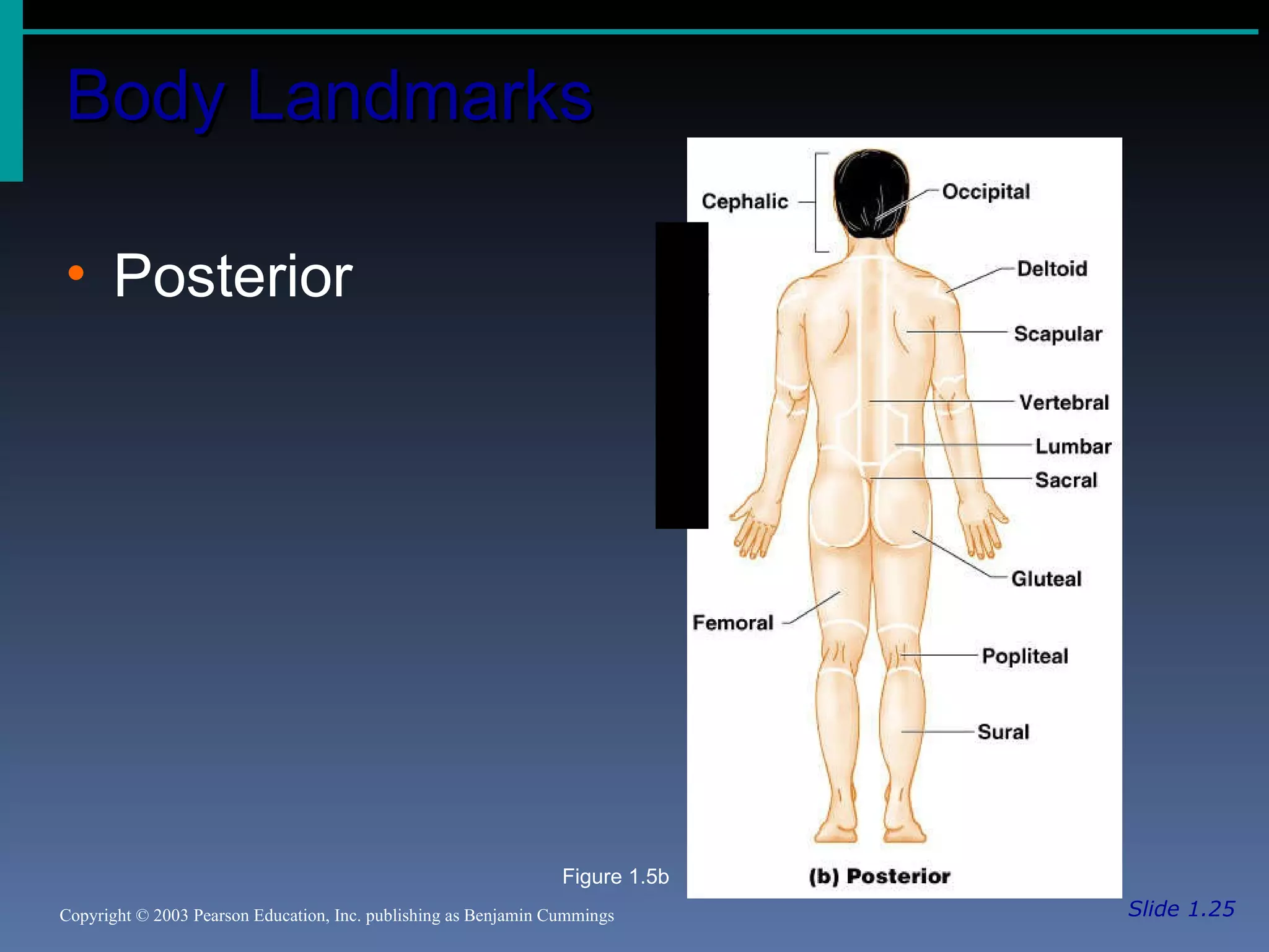 Body Landmarks Slide 1.25 Copyright © 2003 Pearson Education, Inc. publishing as Benjamin Cummings Posterior Figure 1.5b 